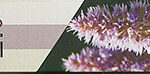 Shoyeido - Patchouli