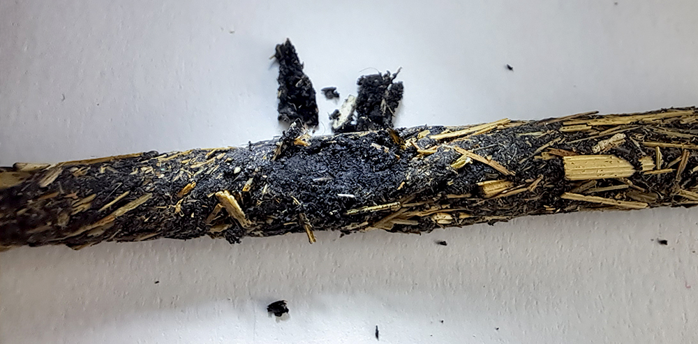 Palo Santo with Lemongrass
