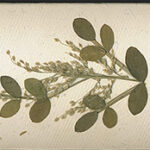 Auroshikha - Nature's Garden - Lemongrass