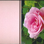 Auroshikha - Real Rose